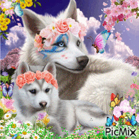 Wolf in Spring - GIF animado gratis