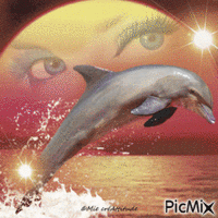 Vue sur le dauphin :) - GIF animasi gratis