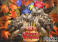 November birthday owl animēts GIF