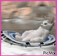Kitten GIF animasi