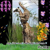 giraffe animovaný GIF