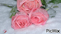 роза в снегу - Bezmaksas animēts GIF