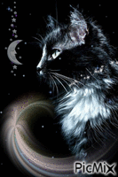 Night cat - GIF animasi gratis