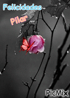 pilar - Безплатен анимиран GIF