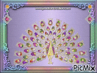 Peacock Splendour - Free animated GIF