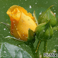 ✿Trouxe essa rosa para você✿ - Darmowy animowany GIF