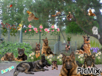 chiens animovaný GIF