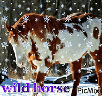 wild winter horse - Бесплатный анимированный гифка