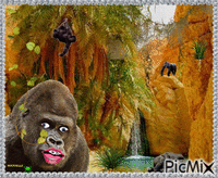 les gorilles GIF animé