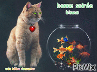 chat avec aquarium GIF animé