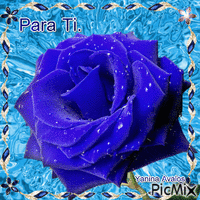 blue rose - Безплатен анимиран GIF