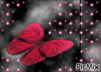 Papillon - Безплатен анимиран GIF