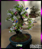 bonsai - 免费动画 GIF