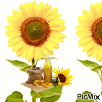 sunflower - GIF animado grátis