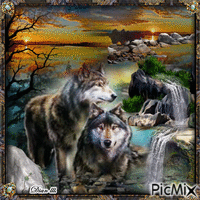 Wolves in Nature.. GIF animé