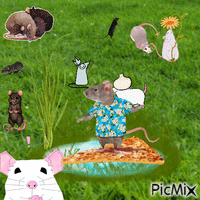 THE RATS ARE TAKING OVER!!!!!!! - GIF animé gratuit