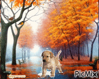 DOG - Bezmaksas animēts GIF