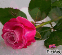 Egy szál rózsa! - Ilmainen animoitu GIF
