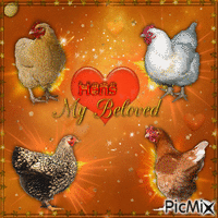 Hens, my beloved