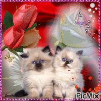 Cute kittens - GIF animé gratuit
