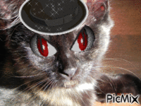 chat dangereux κινούμενο GIF
