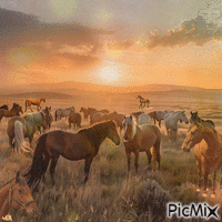Some horses animovaný GIF