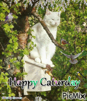 Happy Caturday 动画 GIF
