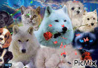 The beauty of pets - Безплатен анимиран GIF