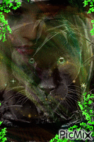 Black Panther - Bezmaksas animēts GIF