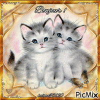 Bonjour (chatons)