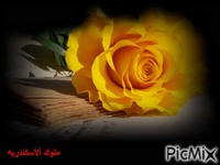 ورده صفراء - Zdarma animovaný GIF