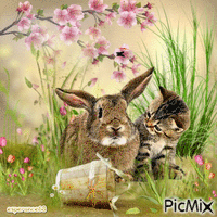 Lapin et chat jumeaux - Free animated GIF