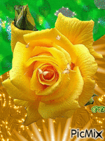 Sárga rózsa. - Animovaný GIF zadarmo