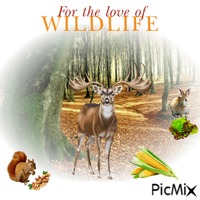 For The Love Of Wildlife 动画 GIF