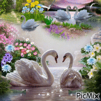 Wild swans - GIF animé gratuit