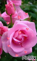 Pink rózsa. - Besplatni animirani GIF