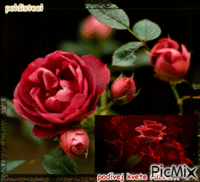podívej kvete růže... - Ingyenes animált GIF