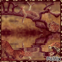 Leopard - GIF เคลื่อนไหวฟรี