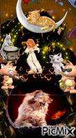 котета - Darmowy animowany GIF