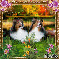 2 dogs - Free animated GIF