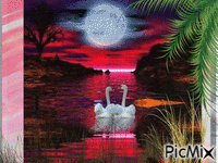 swamp - Zdarma animovaný GIF