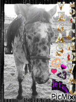 Moi & Mon cheval - Ilmainen animoitu GIF