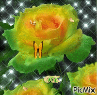 Zöldes sárgás rózsa. - GIF animate gratis