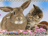 lapin et chat 动画 GIF