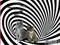 kočky - Gratis animeret GIF