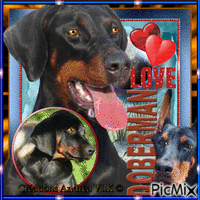 POUR MA CHOUPI - LOVE DOBERMAN - GROS GROS BISOUS анимирани ГИФ