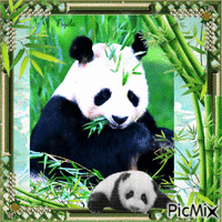 Un gros câlin aux pandas - GIF animado grátis