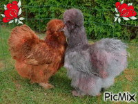 poules de soie GIF animasi