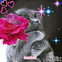 cat and roses - Animovaný GIF zadarmo