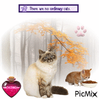 There Are No Ordinary Cats animuotas GIF